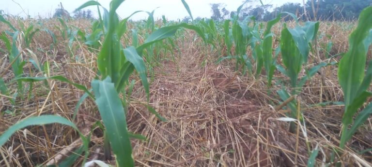 Caazapá: lluvia generalizada favorece la agricultura familiar y cultivos extensivos en la región.