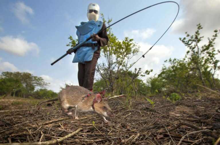 Ratas héroes: roedores entrenados desactivan minas y salvan tierras.