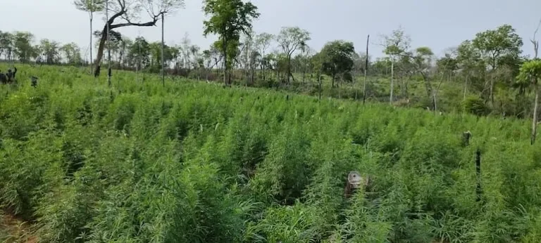 Destruyen 7 hectáreas de cultivos de marihuana en Bella Vista Norte.